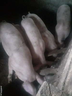 Vand porci de carne 45kg, 500 lei bucata!