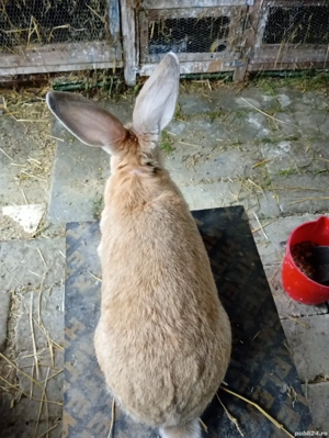 Vând iepuri uriași german  - imagine 5