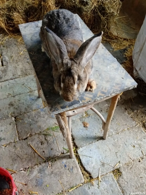 Vând iepuri uriași german  - imagine 3