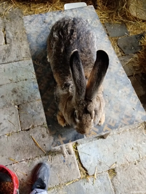 Vând iepuri uriași german 