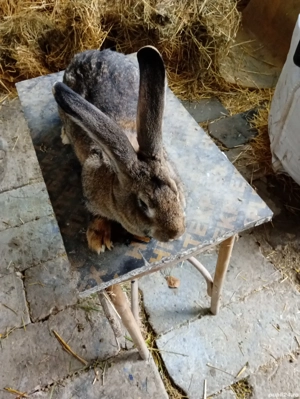 Vând iepuri uriași german  - imagine 2