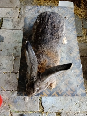 Vând iepuri uriași german  - imagine 4