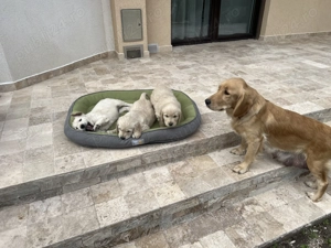 Pui Golden Retriever