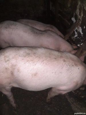 vand porci 40 kg - imagine 2 vand porci 40 kg - imagine 2