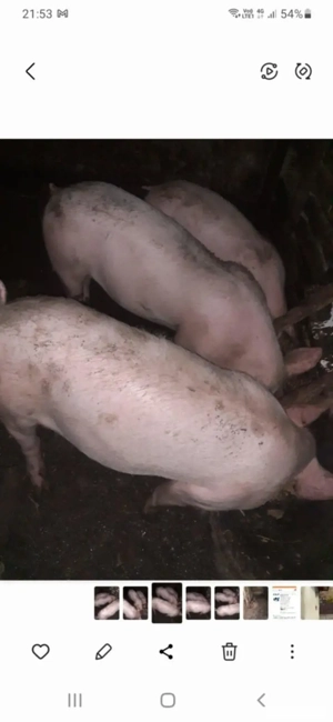 vand porci 40 kg - imagine 3 vand porci 40 kg - imagine 3