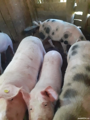 vand porci crescuti cu faina si iarba  - imagine 3 vand porci crescuti cu faina si iarba  - imagine 3