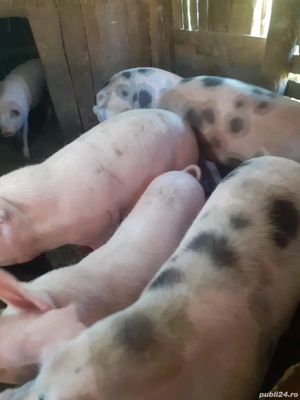 vand porci crescuti cu faina si iarba  - imagine 2 vand porci crescuti cu faina si iarba  - imagine 2