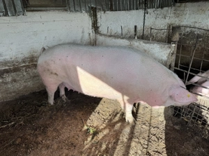 Vând purcea de 400kg  - imagine 3 Vând purcea de 400kg  - imagine 3