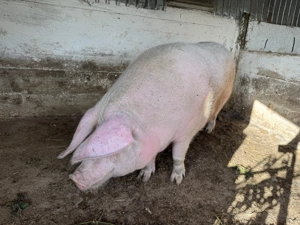 Vând purcea de 400kg  - imagine 2 Vând purcea de 400kg  - imagine 2