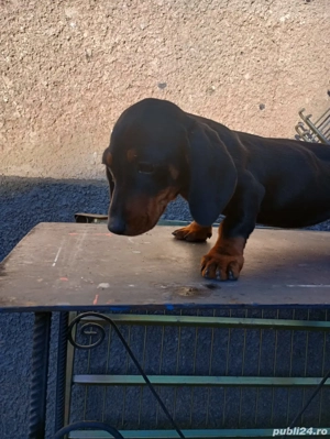 teckel negru  - imagine 4