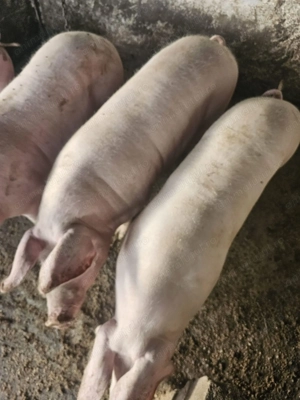 Vând porci pentru Crăciun 