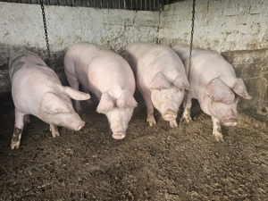 Vând porci pentru Crăciun  - imagine 2 Vând porci pentru Crăciun  - imagine 2