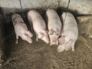 Vând porci pentru Crăciun  - imagine 4 Vând porci pentru Crăciun  - imagine 4