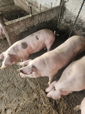 Vând porci pentru Crăciun  - imagine 3 Vând porci pentru Crăciun  - imagine 3