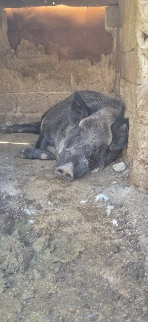 Mistret rasă pură - imagine 5