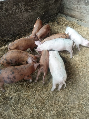 Purcei de vânzare  - imagine 3 Purcei de vânzare  - imagine 3