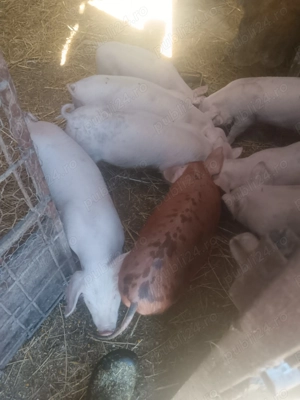 Purcei de vânzare  - imagine 2 Purcei de vânzare  - imagine 2