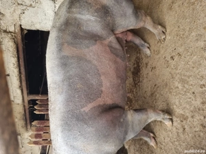 vând porci mari peste 250 kg