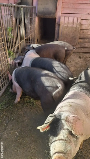 Porci pentru sacrificiu - imagine 3 Porci pentru sacrificiu - imagine 3