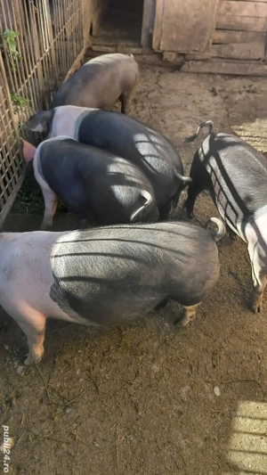 Porci pentru sacrificiu - imagine 2 Porci pentru sacrificiu - imagine 2