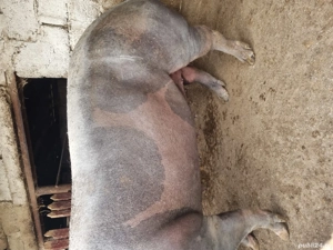 vând porci mari peste 250 kg - imagine 2