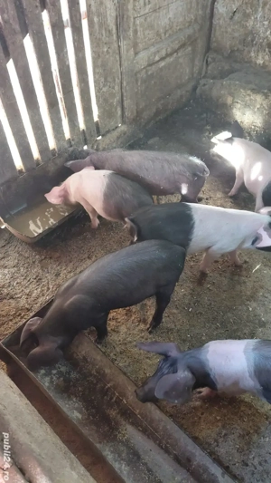 Vand purcei - imagine 2 Vand purcei - imagine 2