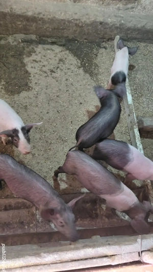 Vand purcei - imagine 3 Vand purcei - imagine 3