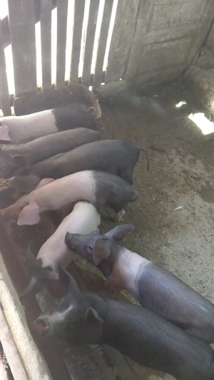 Vand purcei - imagine 4 Vand purcei - imagine 4