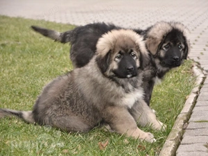 Oferta ! Pui Ciobănesc Carpatin . Asigur transport 