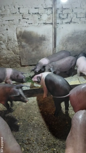 Vand purcei - imagine 2 Vand purcei - imagine 2