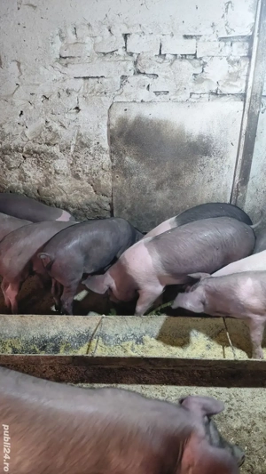 Vand purcei - imagine 4 Vand purcei - imagine 4