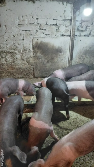 Vand purcei - imagine 5 Vand purcei - imagine 5