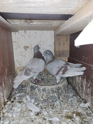 vand porumbei din matca 