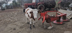 junica de vânzare  - imagine 3 junica de vânzare  - imagine 3