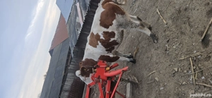 junica de vânzare  - imagine 4 junica de vânzare  - imagine 4