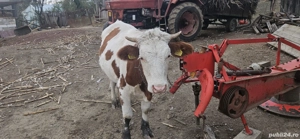 junica de vânzare  - imagine 5 junica de vânzare  - imagine 5