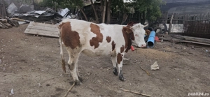 junica de vânzare  - imagine 2 junica de vânzare  - imagine 2