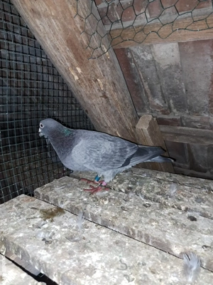 vand porumbei din matca  - imagine 2