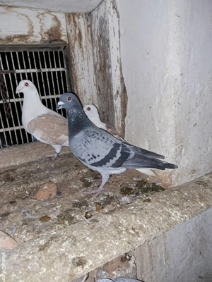 vand porumbei din matca  - imagine 3