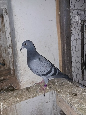 vand porumbei din matca  - imagine 5