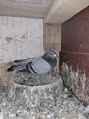 vand porumbei din matca  - imagine 4