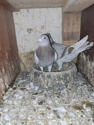 pereche porumbei Izabel - argintii - imagine 3