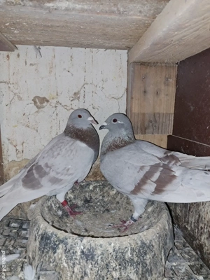 pereche porumbei Izabel - argintii - imagine 5