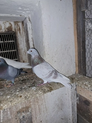 pereche porumbei Izabel - argintii - imagine 2