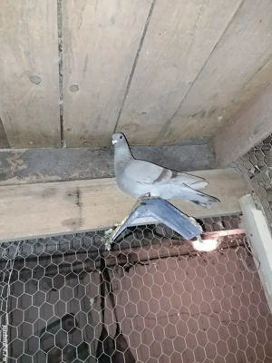 pereche porumbei Izabel - argintii - imagine 4