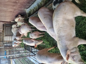 vând porci - imagine 2