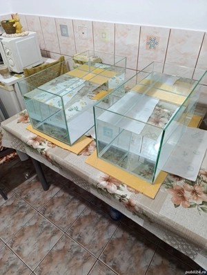 acvariu pesti si plante - imagine 2