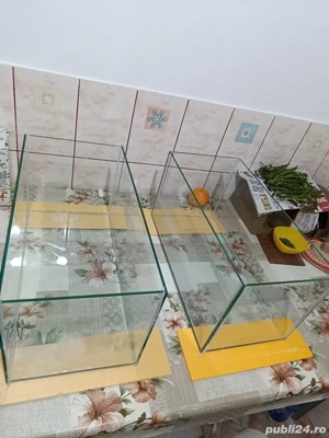 acvariu pesti si plante