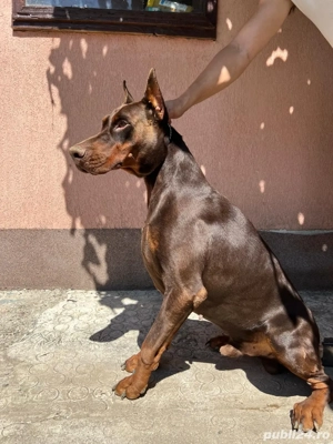 Vand femela si mascul doberman - imagine 2