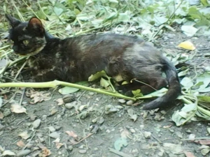 ofer spre adopție pisica  - imagine 3